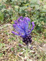 Muscari a toupet - Muscari comosum (photo Mrugala F.)(3)